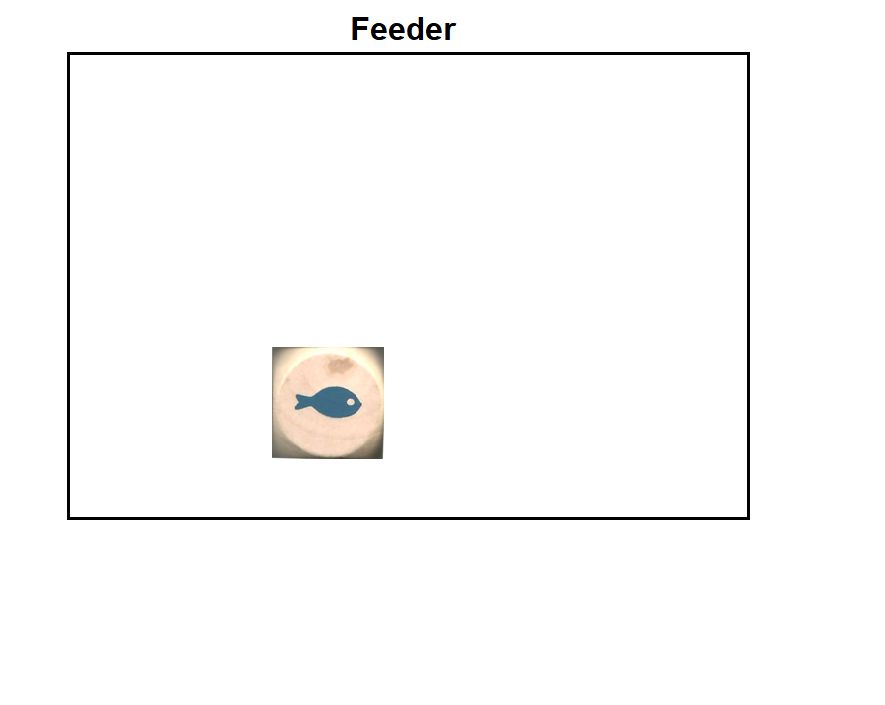 Bird Feeder