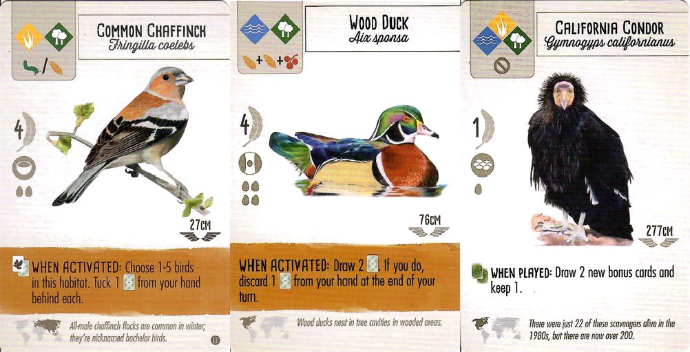 Birds