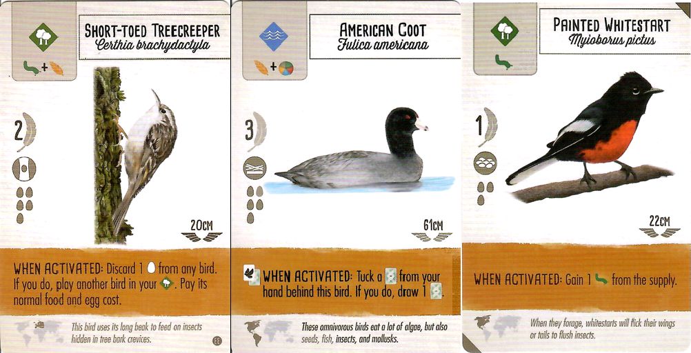 Birds