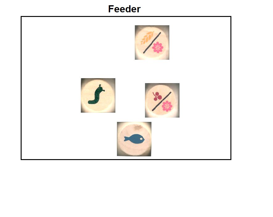 Bird Feeder