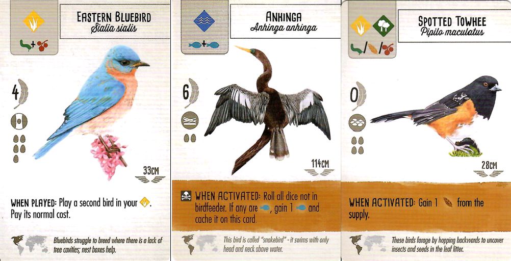 Birds