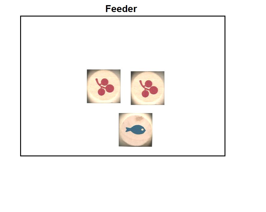 Bird Feeder