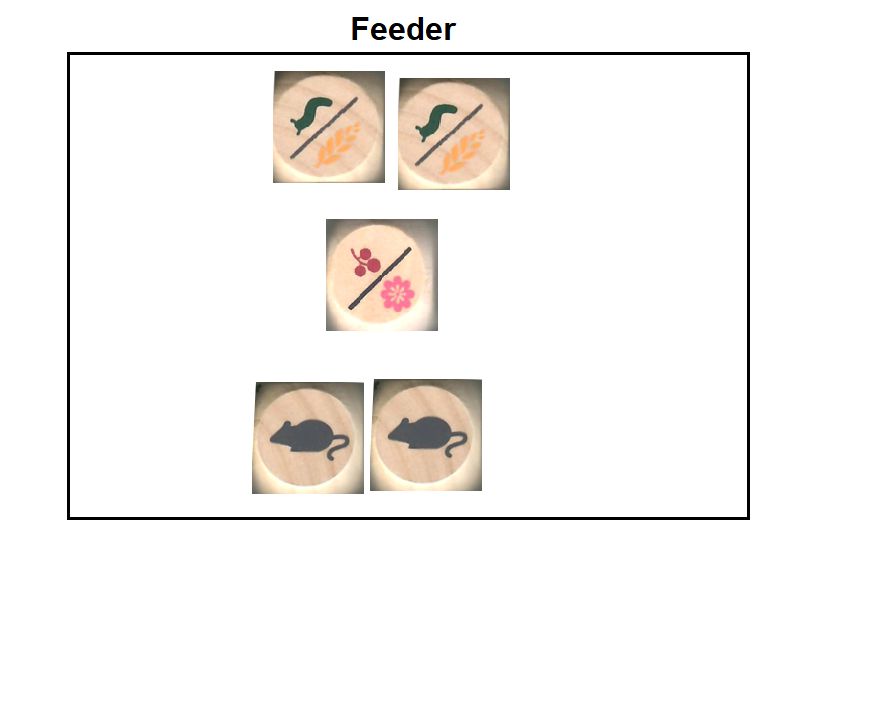 Bird Feeder