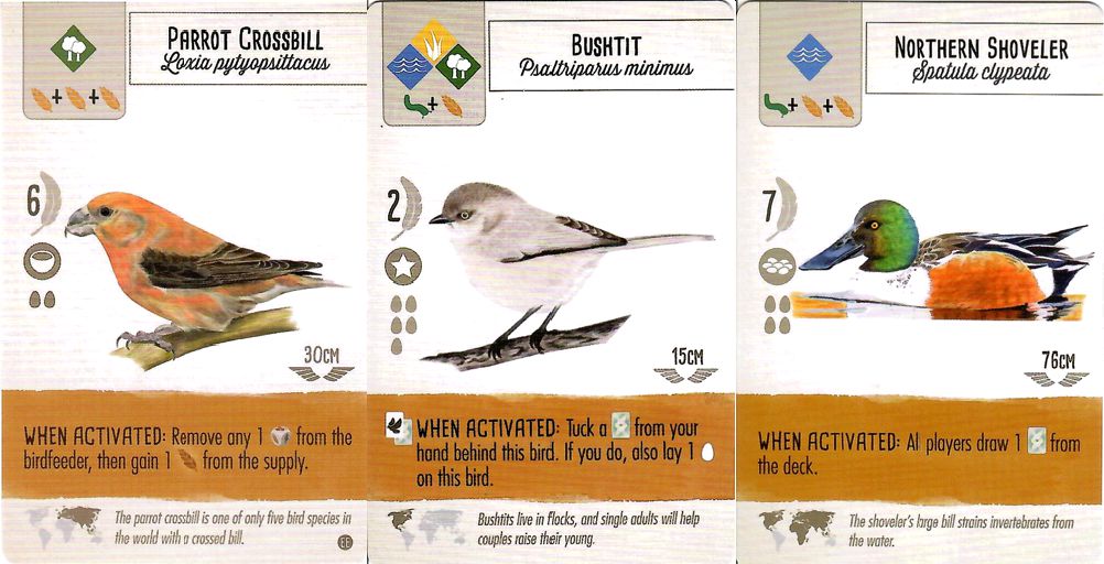Birds