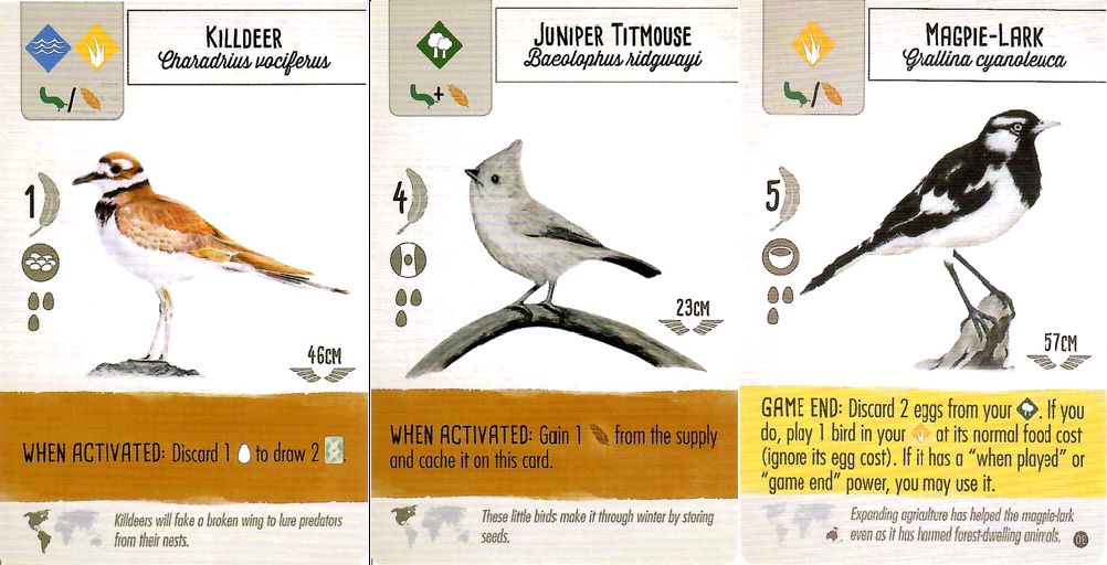 Birds