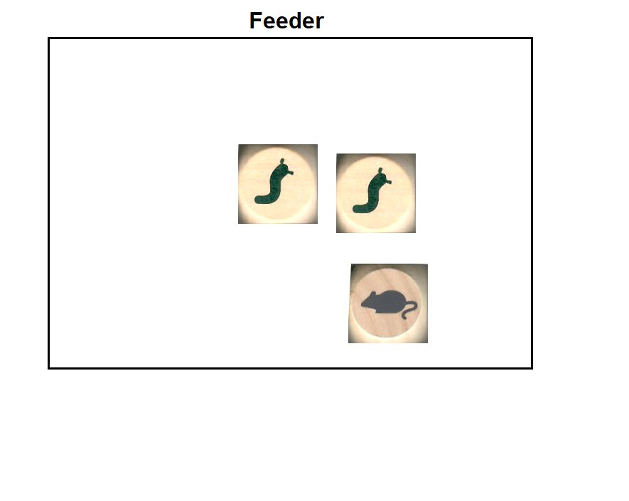 Bird Feeder